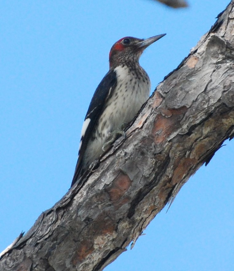 Red-headed Woodpecker - Charles Fisher