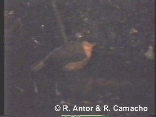 Short-tailed Akalat (Bioko) - ML718435