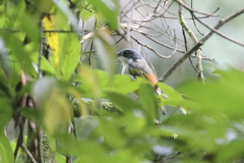 White-browed Shrike-Babbler (Himalayan) - ML71843981