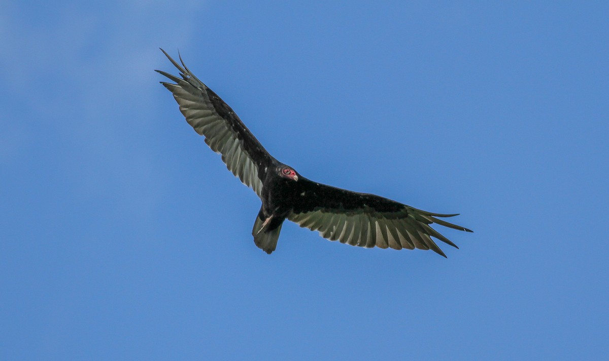 Turkey Vulture - ML71844031