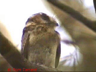 Australian Owlet-nightjar - ML718450