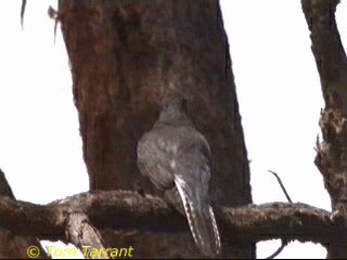 Fan-tailed Cuckoo - ML718456