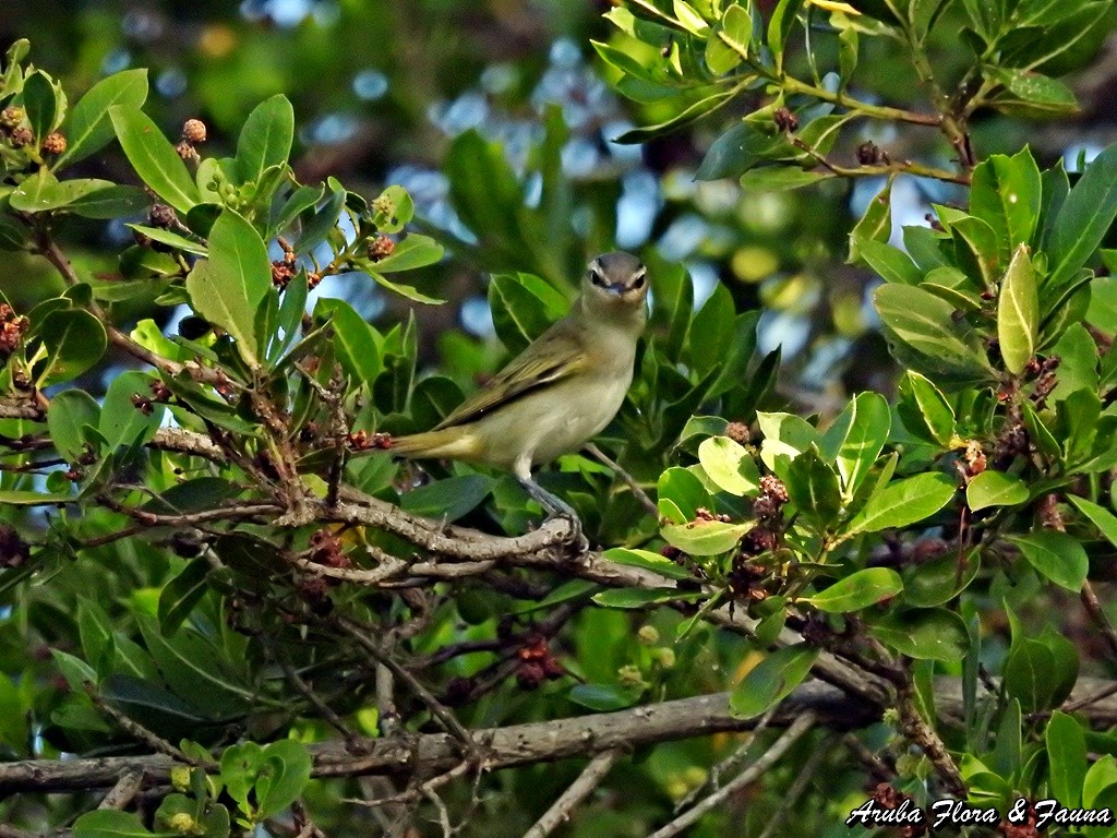 Red-eyed/Chivi Vireo - ML71845781