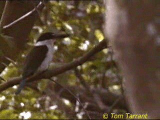 Torresian Kingfisher - ML718461