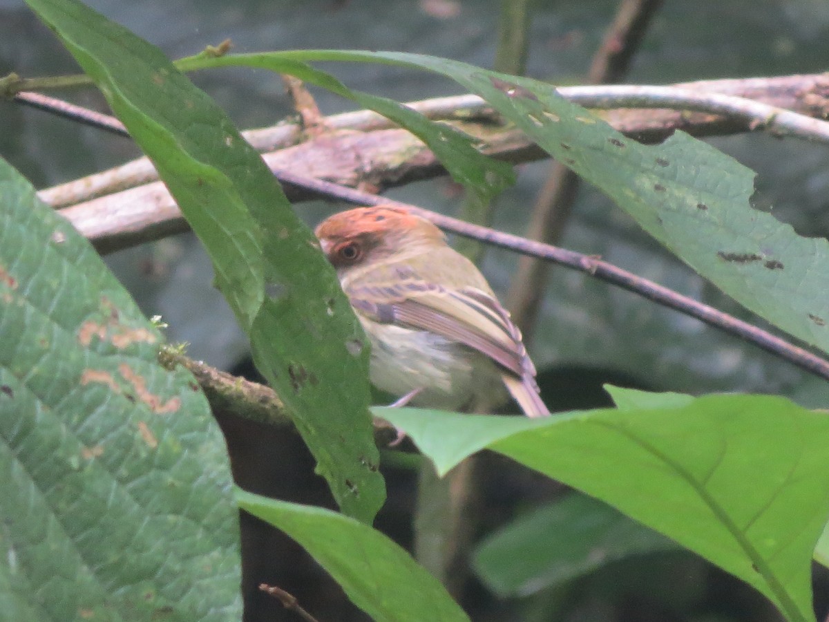 Scale-crested Pygmy-Tyrant - ML71847131