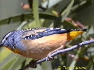 Spotted Pardalote (Spotted) - ML718472