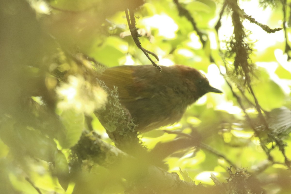 Chestnut-crowned Laughingthrush - ML71848671