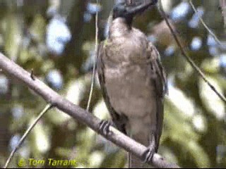 Noisy Friarbird - ML718488
