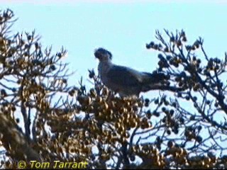Topknot Pigeon - ML718492