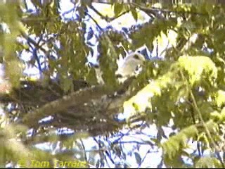 holub běloprsý - ML718495