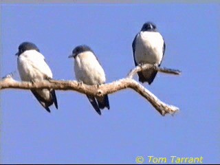 白胸燕鵙 - ML718504
