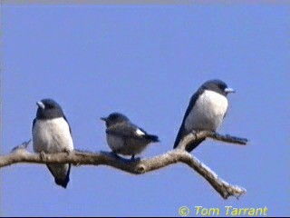 White-breasted Woodswallow - ML718505