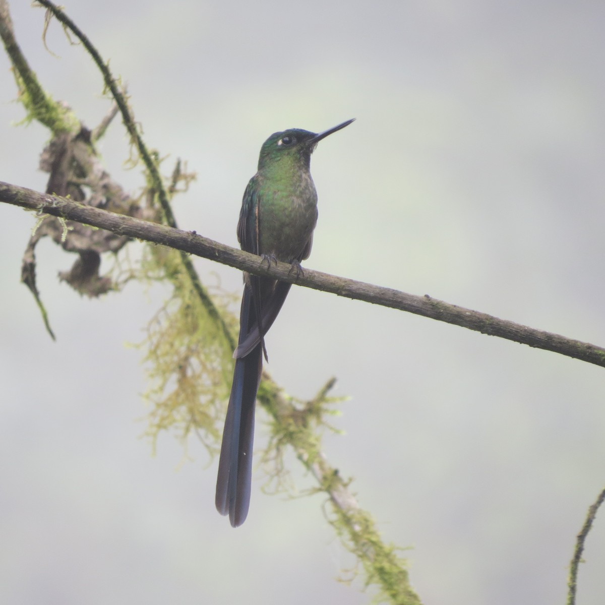 Violet-tailed Sylph - ML71851361