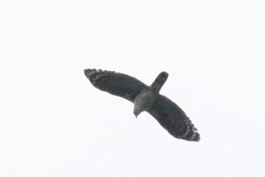 Gray-headed Kite - ML71855221