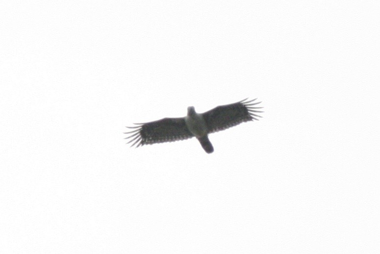 Gray-headed Kite - ML71855251