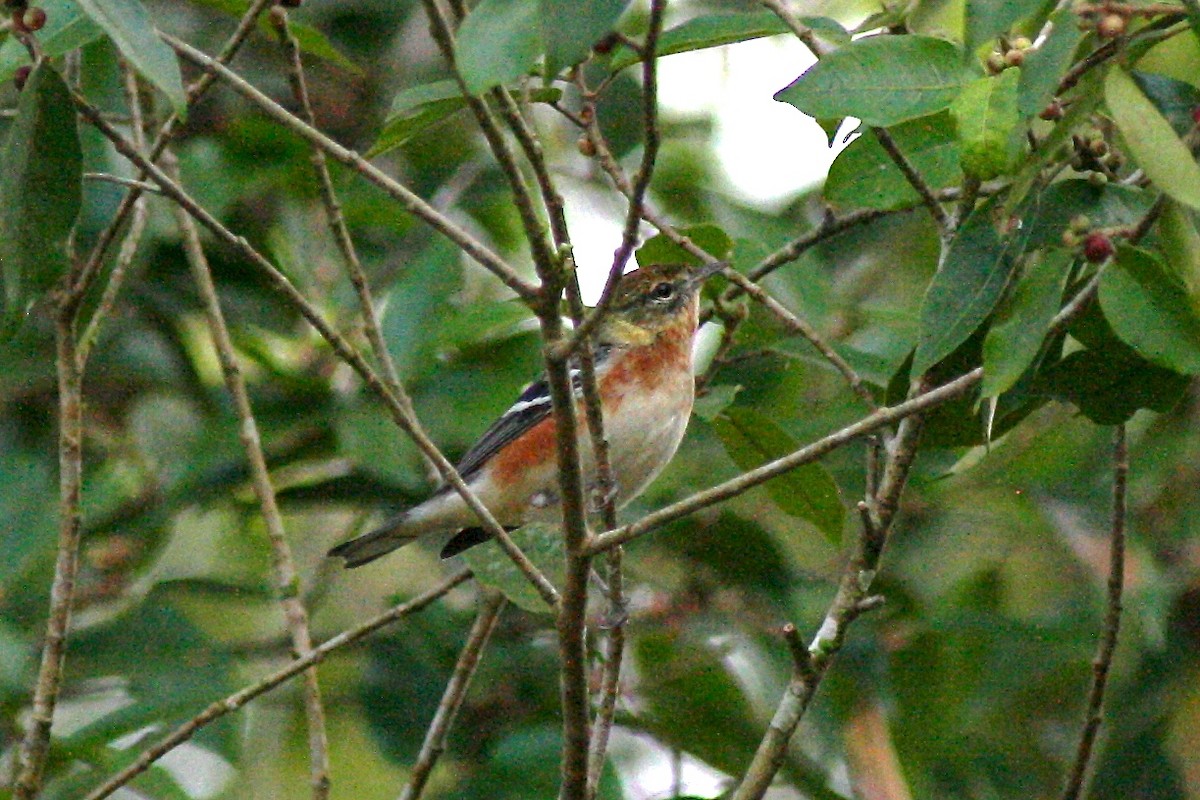 Bay-breasted Warbler - ML71855451