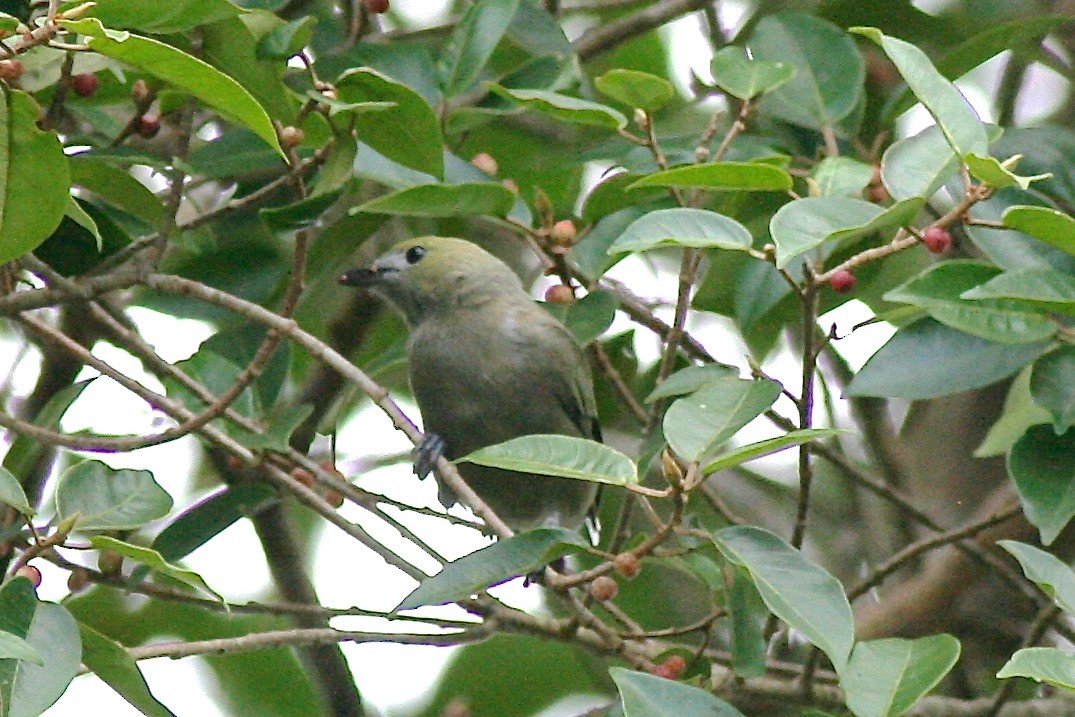 Palm Tanager - ML71855461
