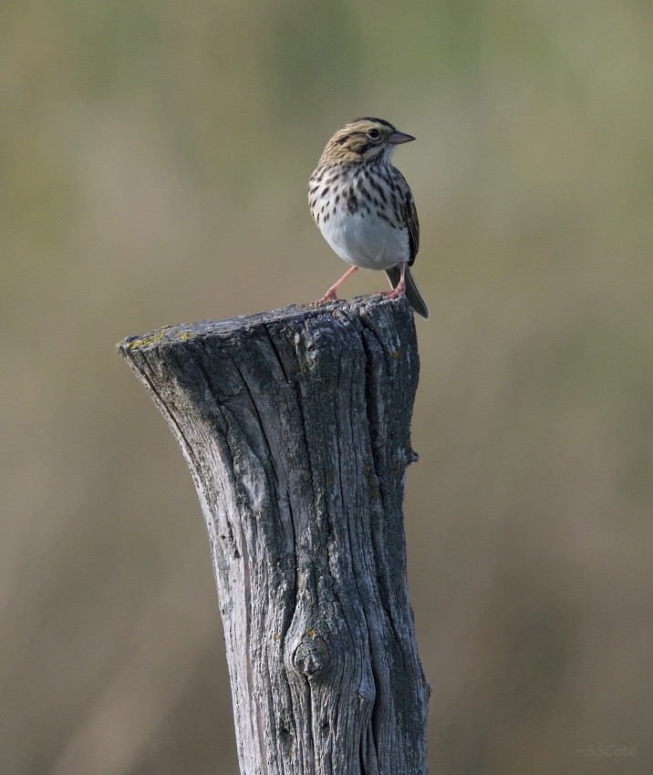 Savannah Sparrow - ML71856461