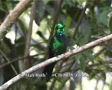 Green-crowned Brilliant - ML718572
