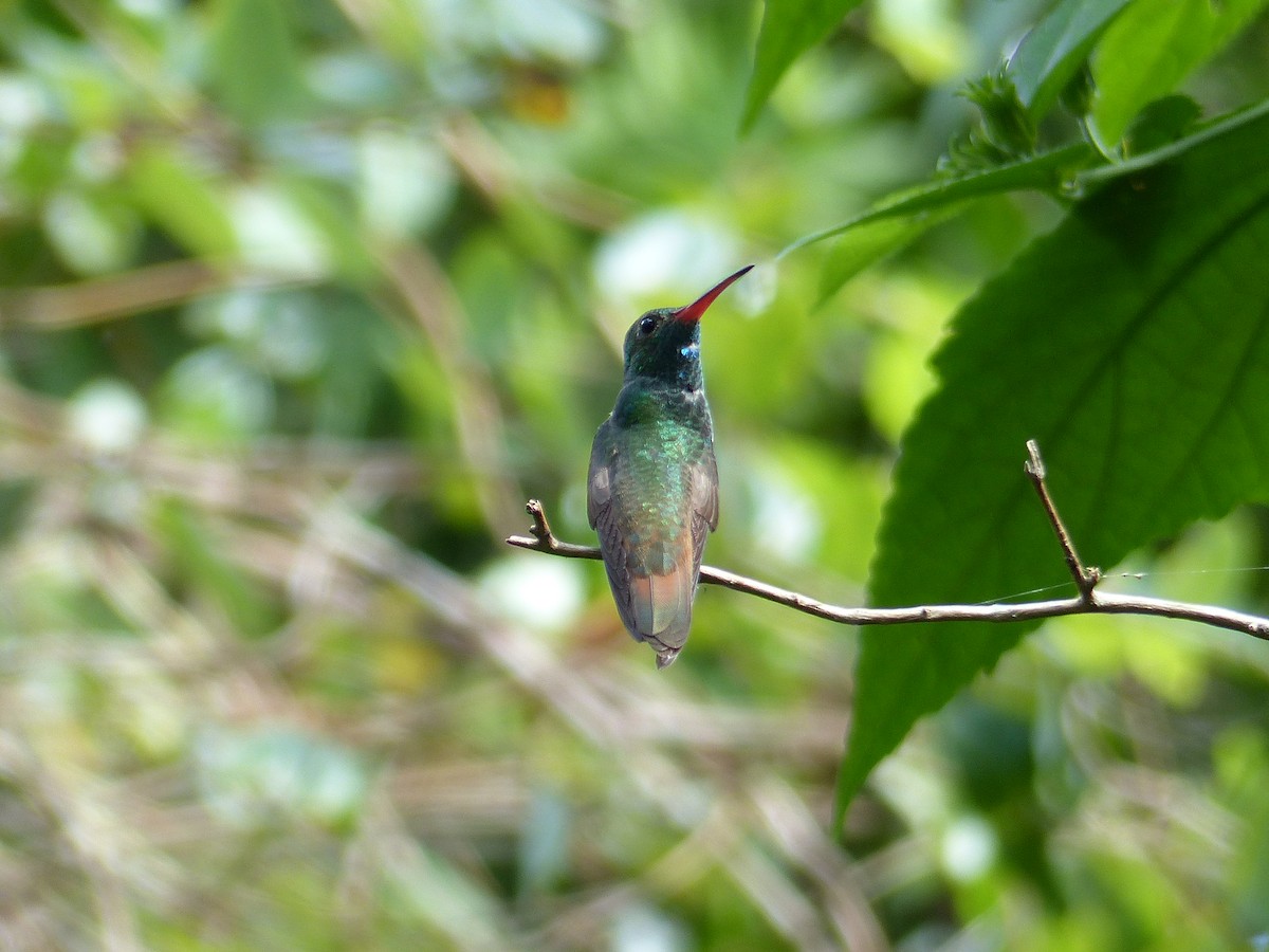 Buff-bellied Hummingbird - Claire Thomas