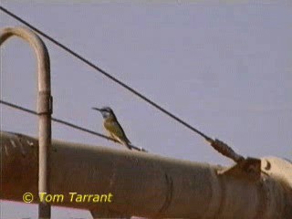 Arabian Green Bee-eater - ML718582