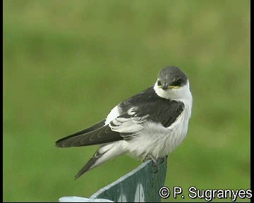 White-winged Swallow - ML718594
