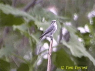 Spotted Flycatcher (Spotted) - ML718601