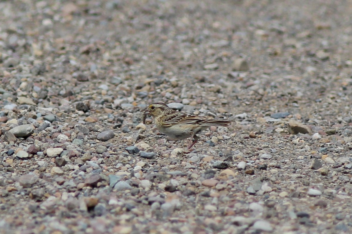 Grasshopper Sparrow - ML71861461