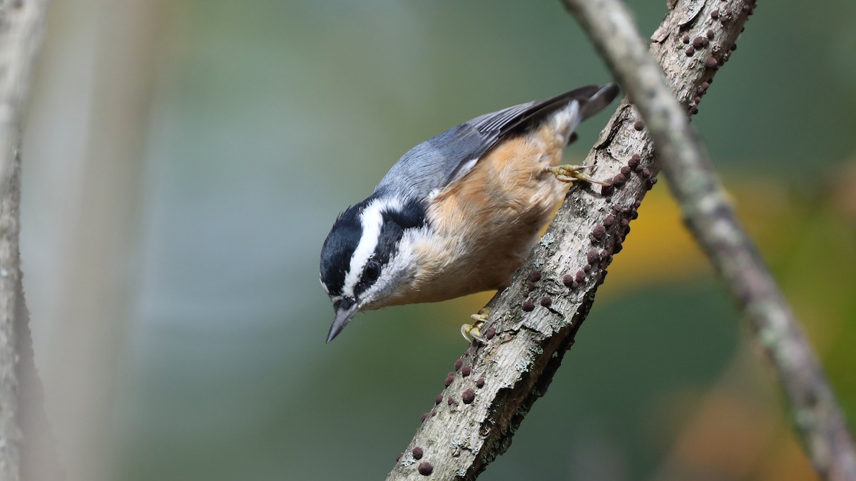 Red-breasted Nuthatch - ML71863251