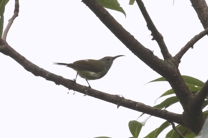 Green-tailed Sunbird (Green-tailed) - Knut Hansen