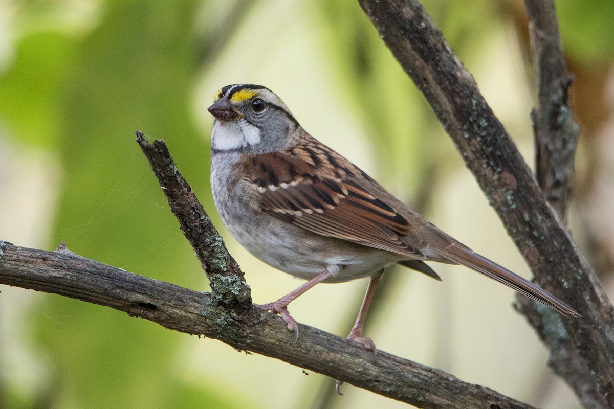 White-throated Sparrow - ML71863731