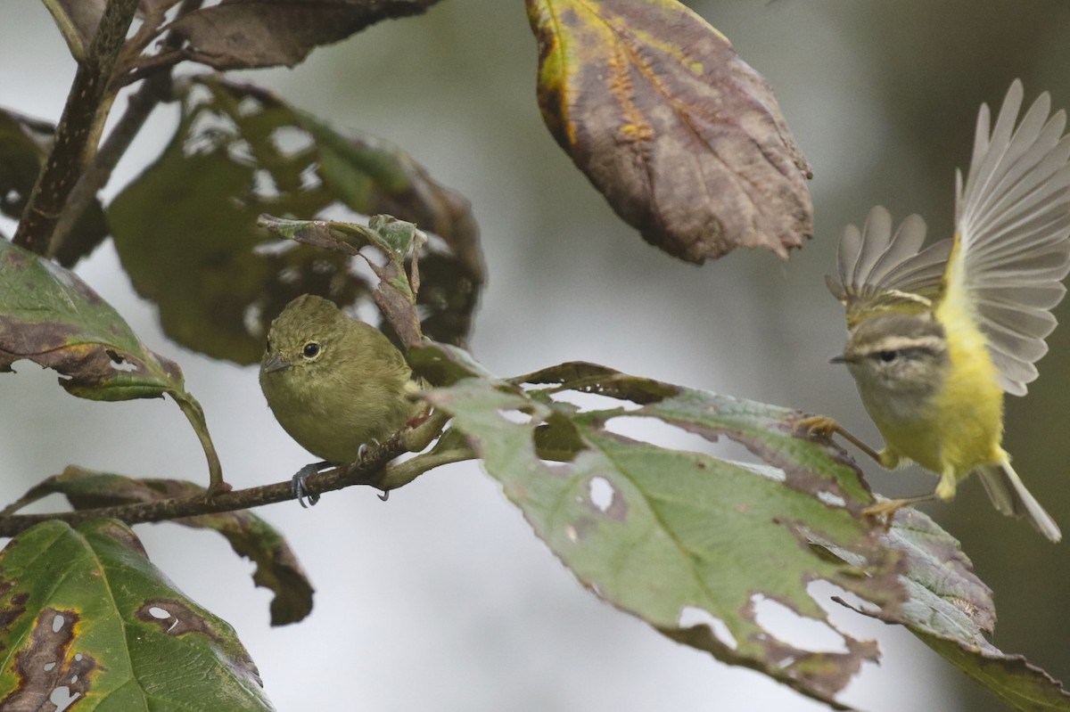 Yellow-browed Tit - ML71864291