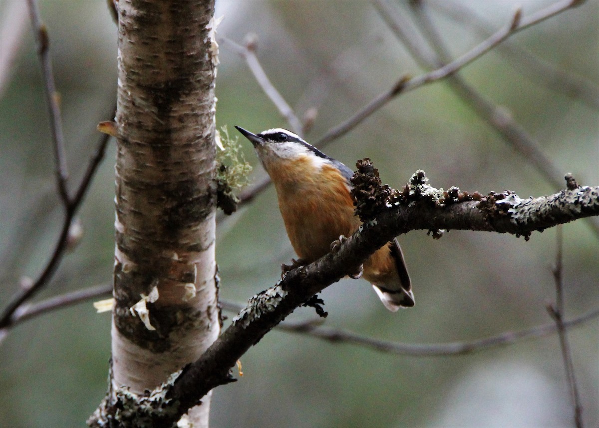 Red-breasted Nuthatch - ML71864771