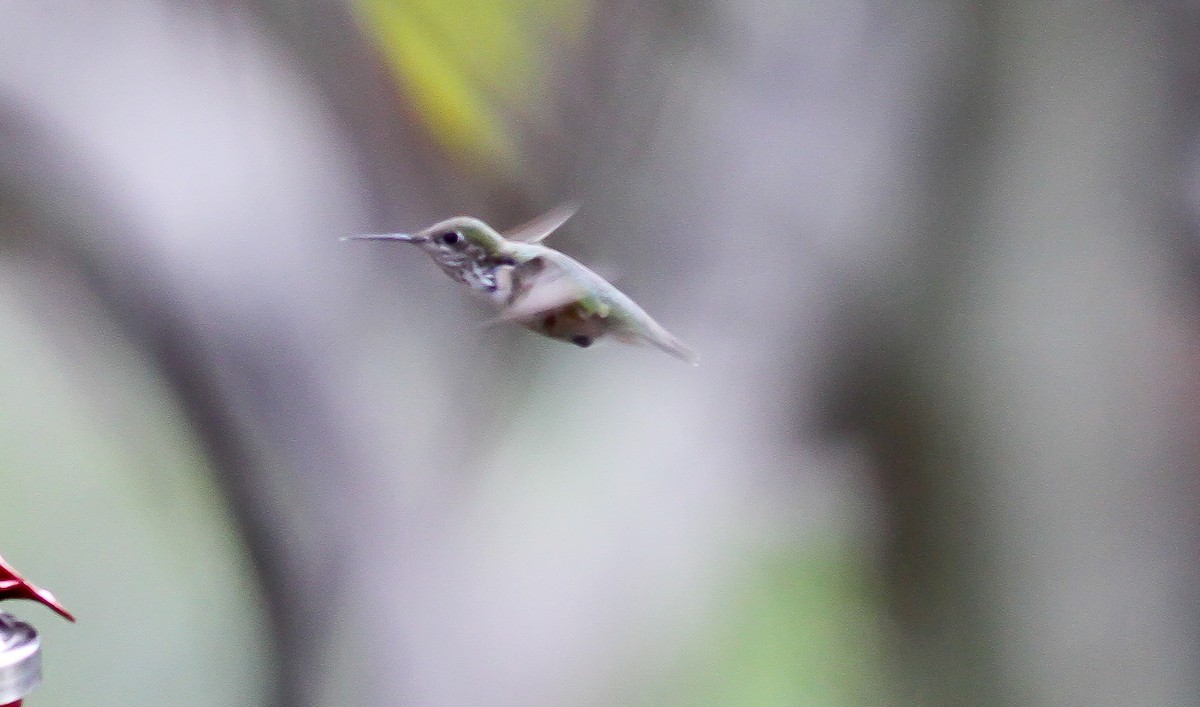 Calliope Hummingbird - ML71865151