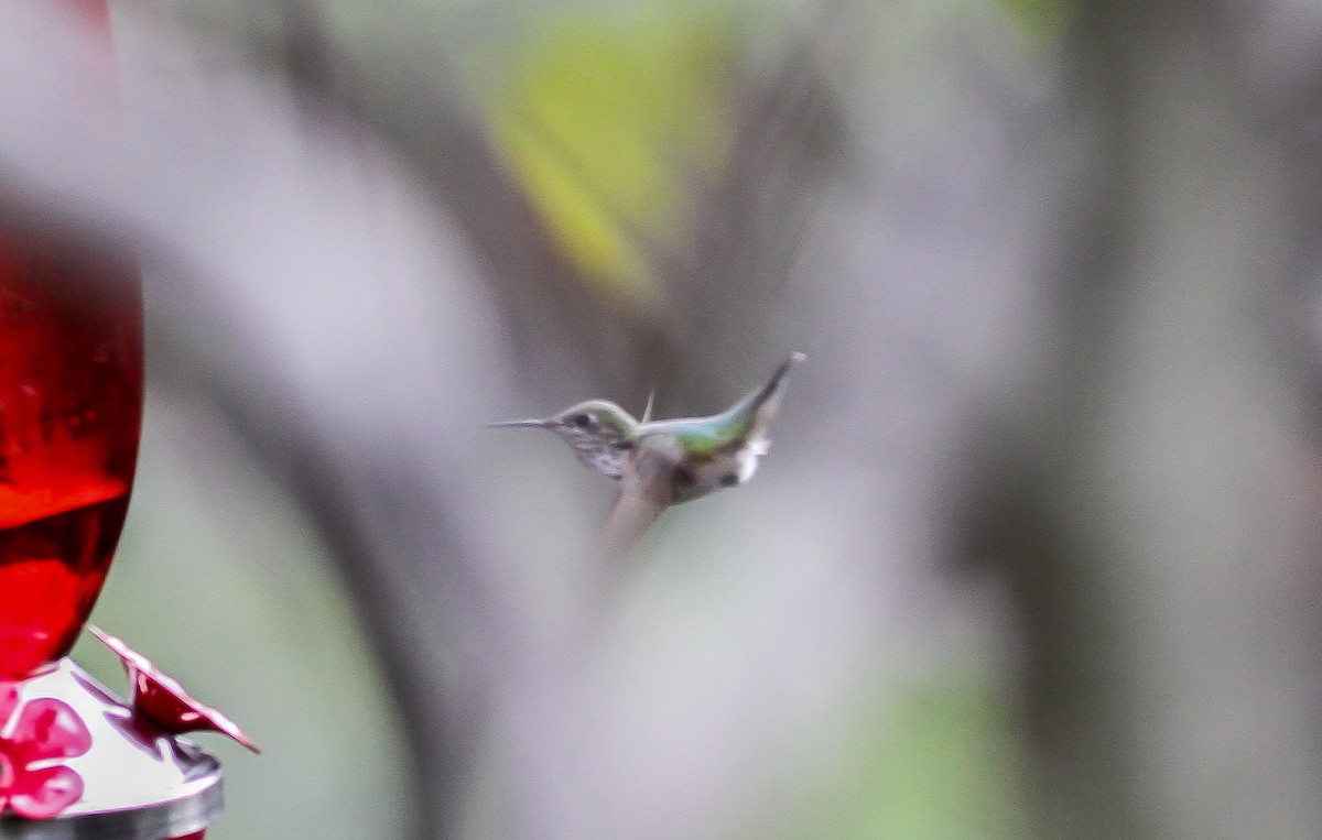 Calliope Hummingbird - ML71865181