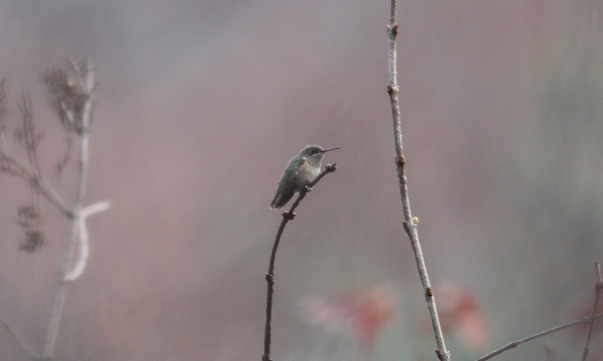 Calliope Hummingbird - ML71865191
