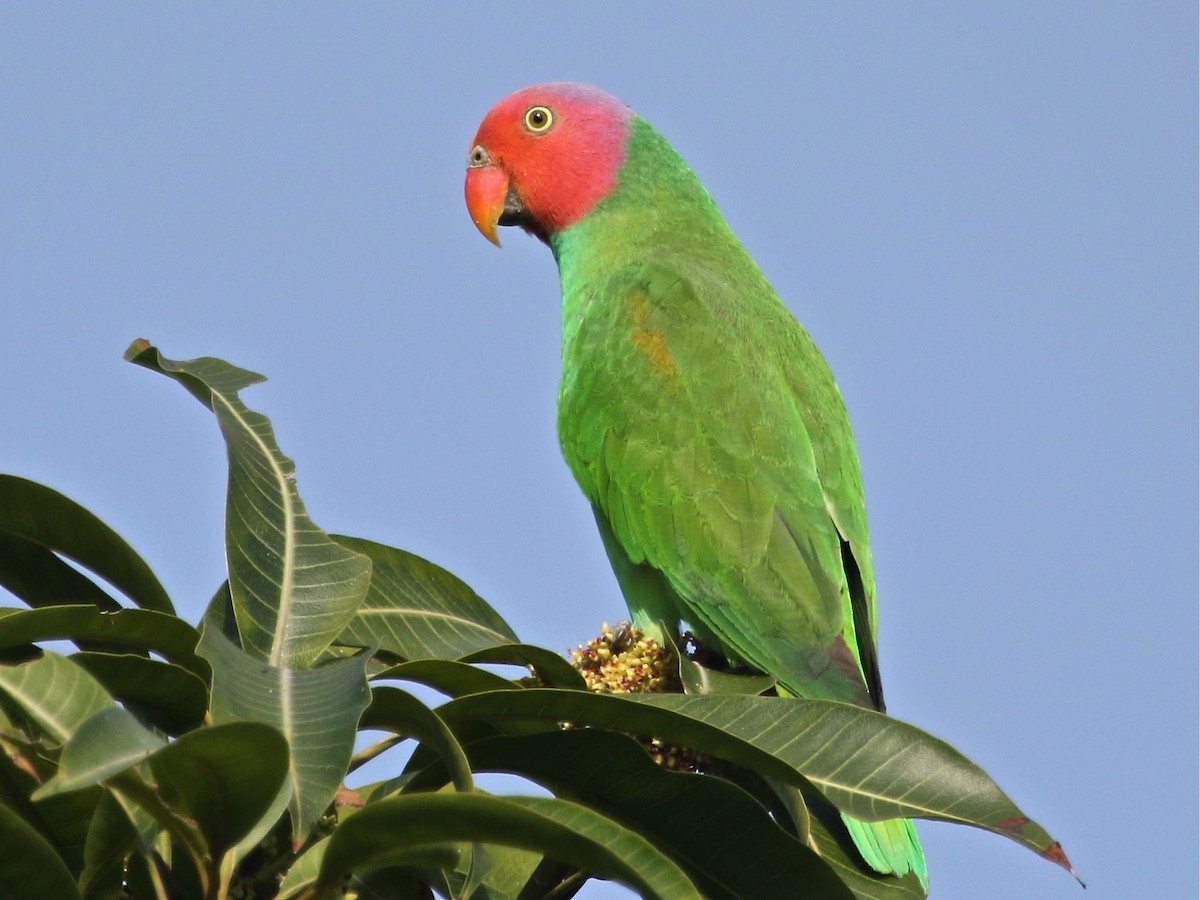 Red-cheeked Parrot - ML71865861
