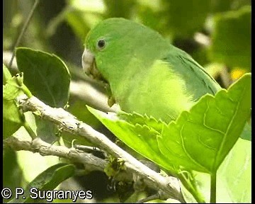 Spectacled Parrotlet - ML718666