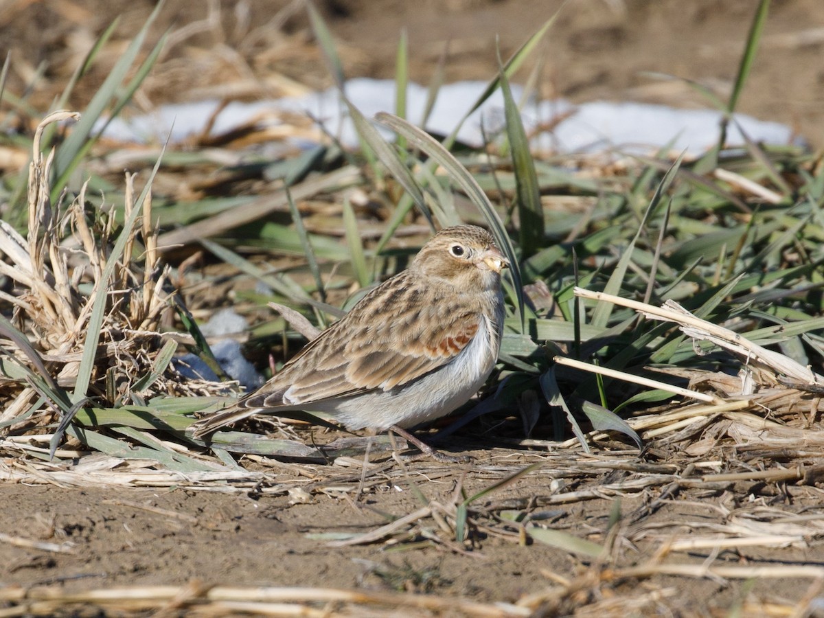 Thick-billed Longspur - ML71866811