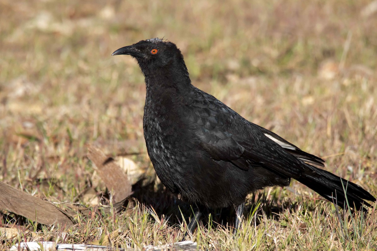 White-winged Chough - Andrew Allen