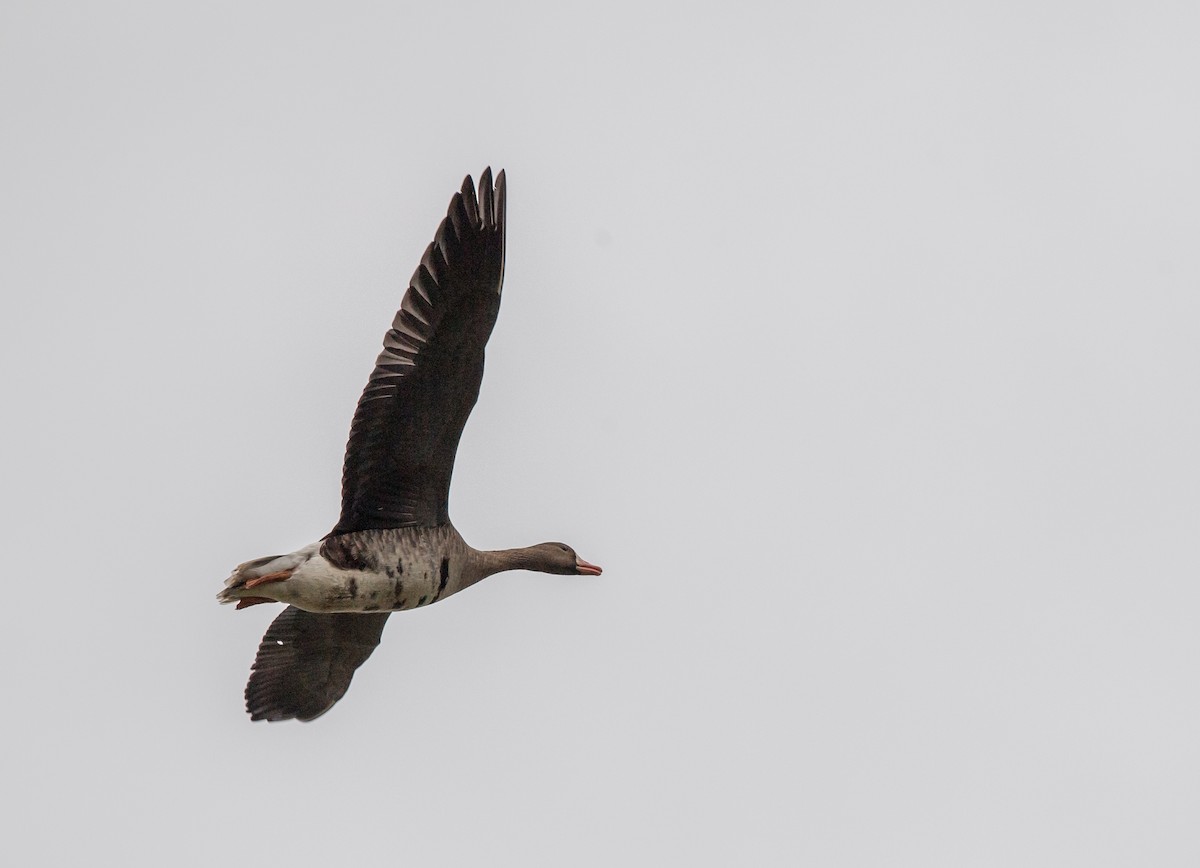 Greater White-fronted Goose - ML71868121