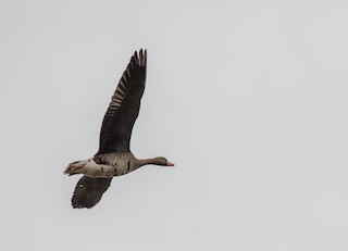 Greater White-fronted Goose, ML71868121