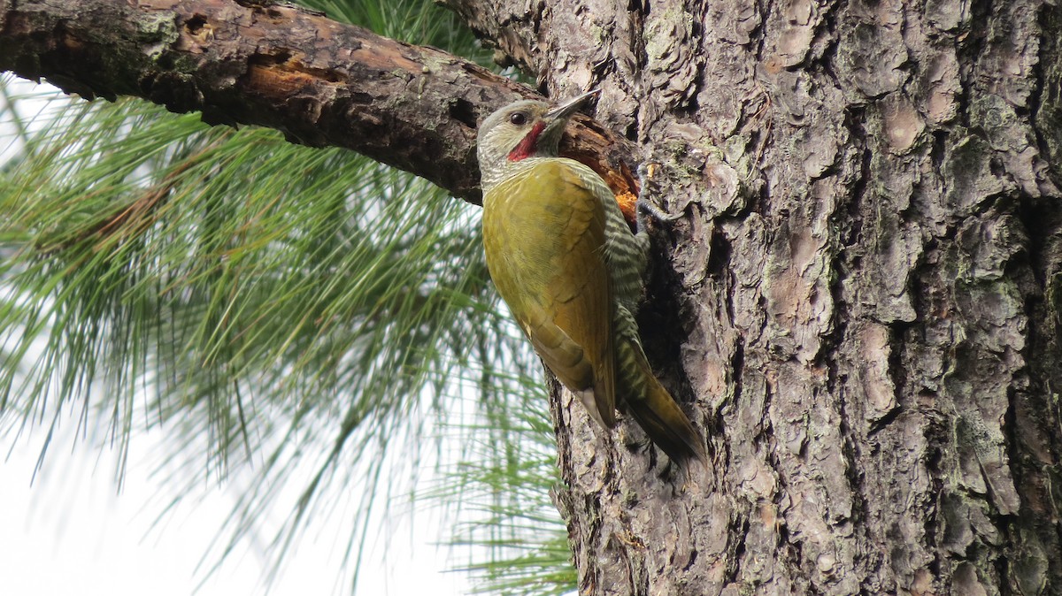 Gray-crowned Woodpecker - Esteban Mendez