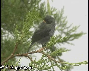 Gray Seedeater - ML718698