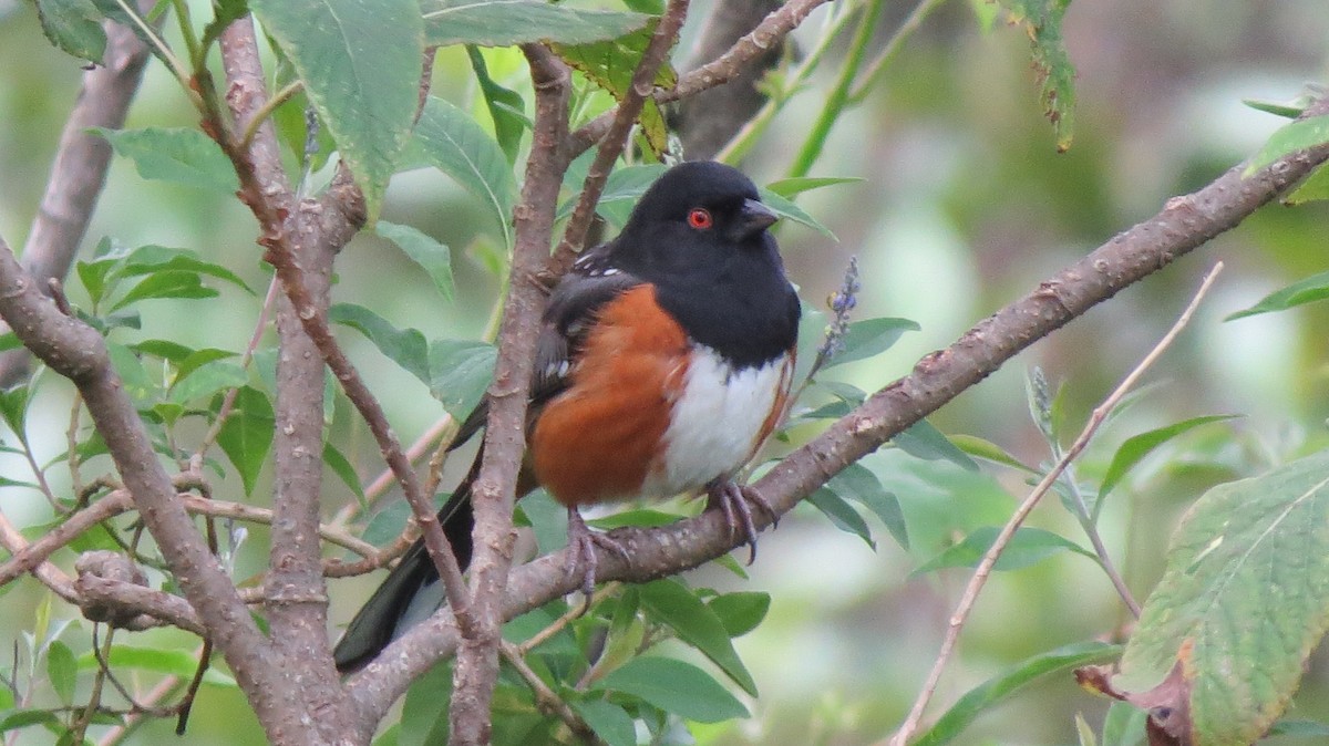 Spotted Towhee - ML71870271