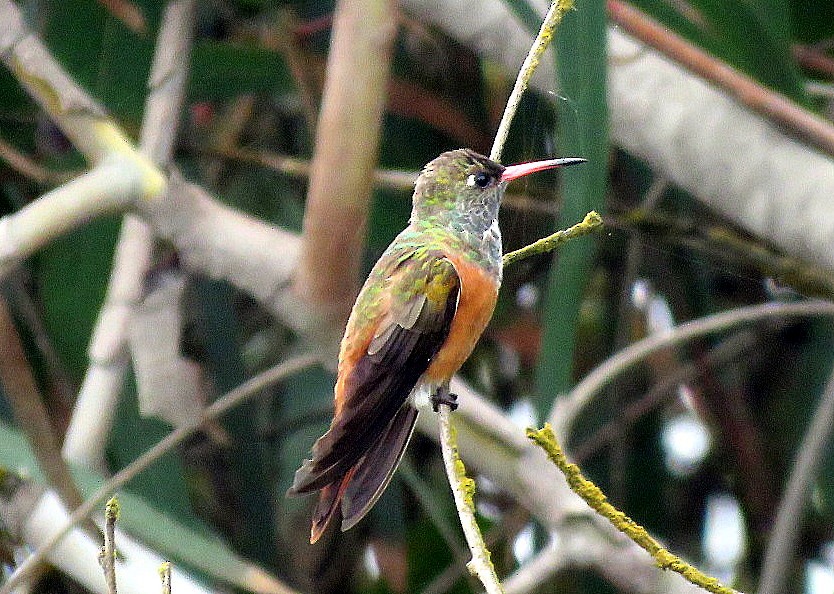 Amazilia Hummingbird - Michael Bowen