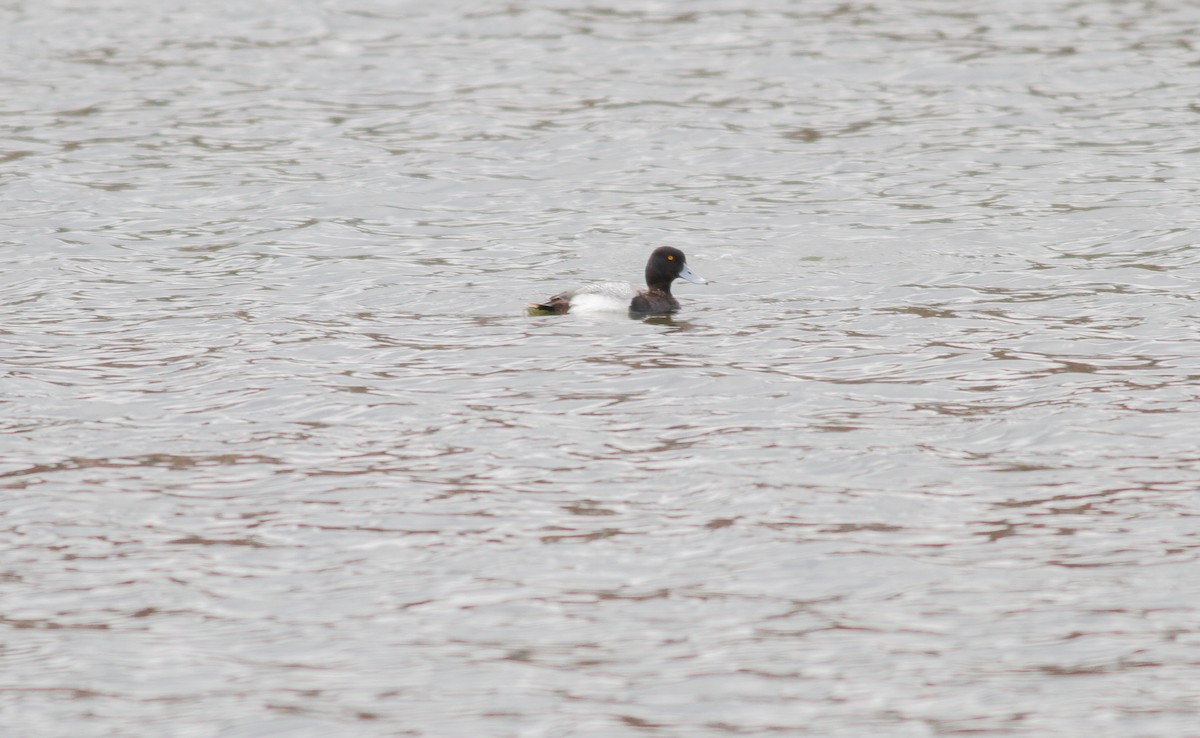 Greater Scaup - ML71871781