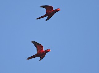  - Blue-streaked Lory