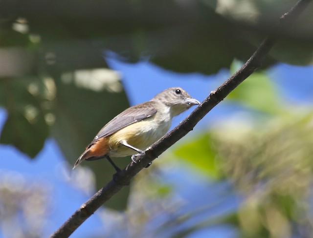 Adult female ventral view (subspecies <em>fulgidum</em>). - Pink-breasted Flowerpecker - 