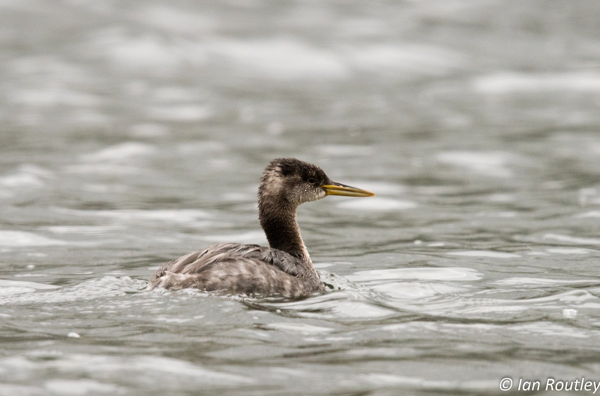 Red-necked Grebe - ML71873551